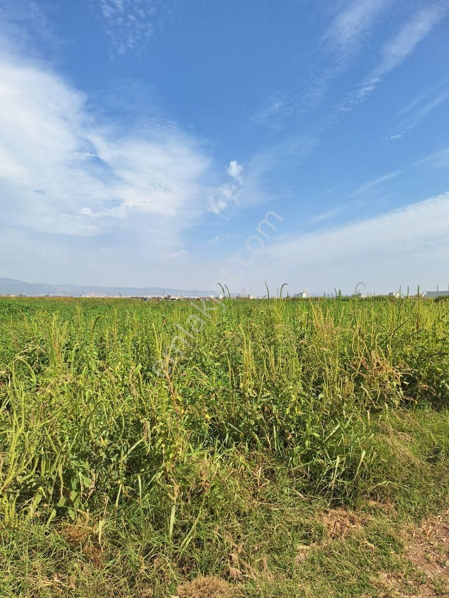 Karacabey Canbalı Da Satılık Yatırımlık Arazi - Görsel 10