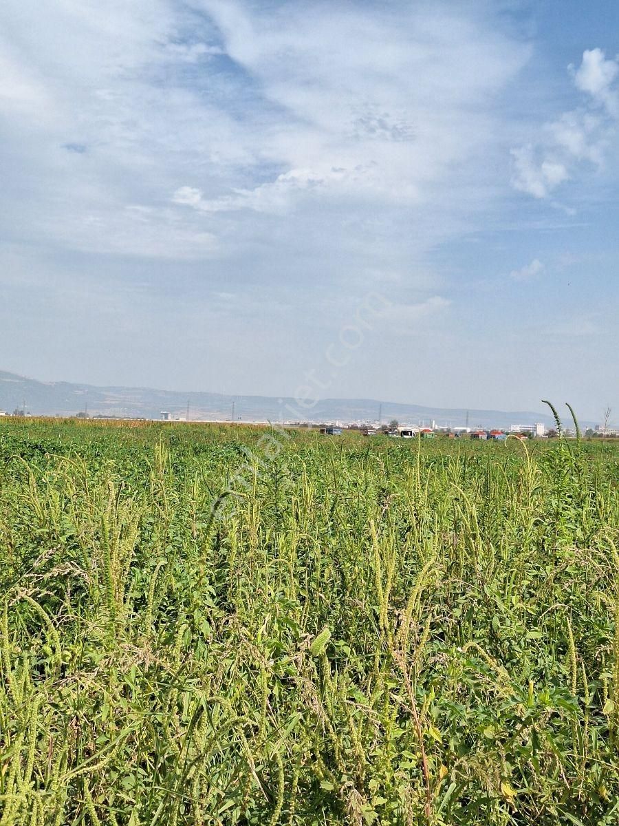 Karacabey Canbalı Da Satılık Yatırımlık Arazi - Görsel 15