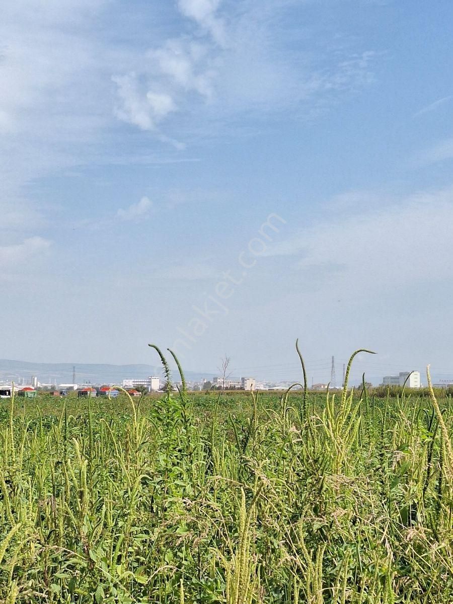 Karacabey Canbalı Da Satılık Yatırımlık Arazi - Görsel 18