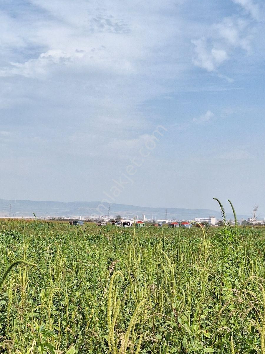 Karacabey Canbalı Da Satılık Yatırımlık Arazi - Görsel 11