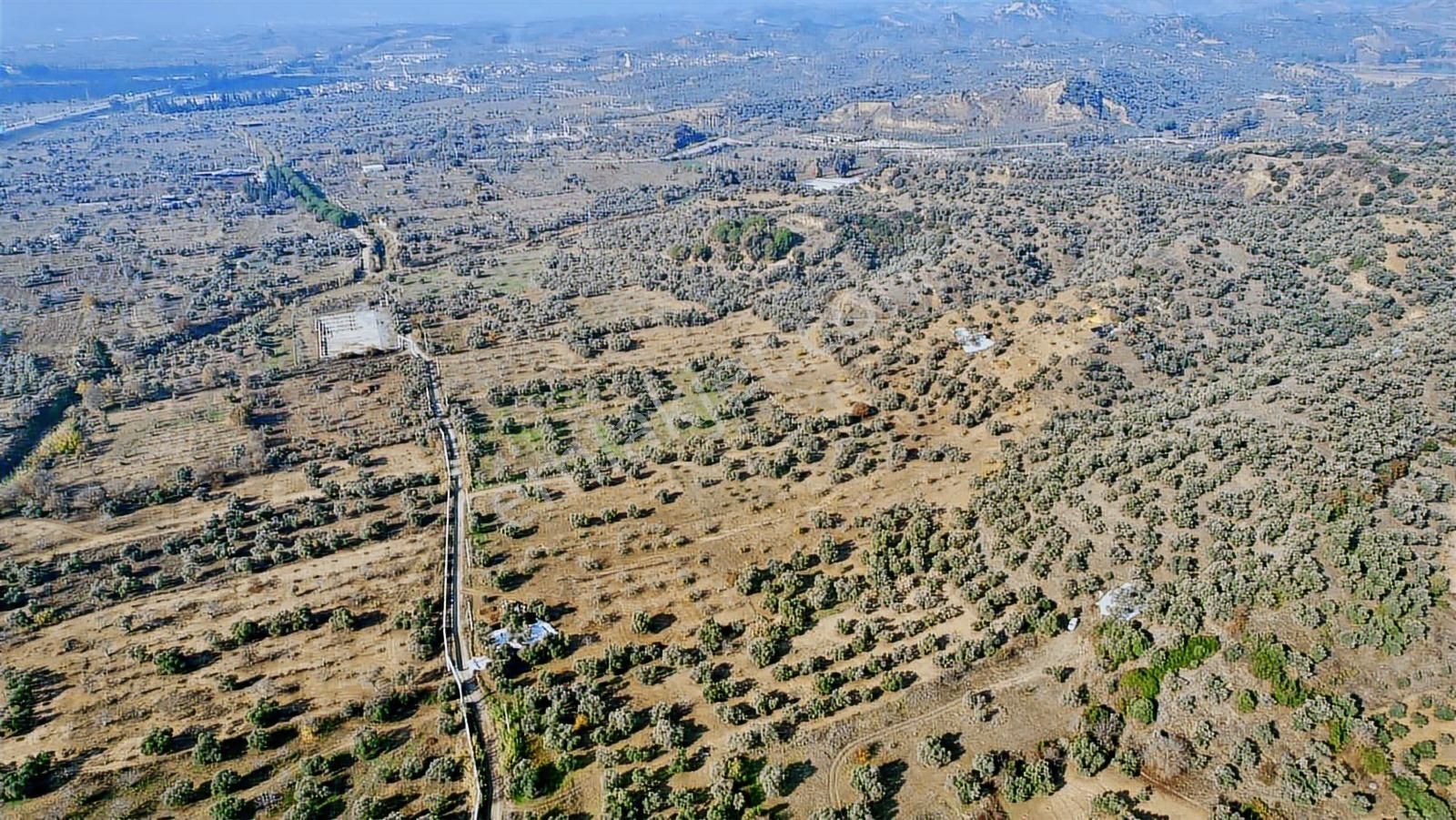 Germencik Alangüllü De Toplam 30dönüm Zeytinlik - Görsel 20