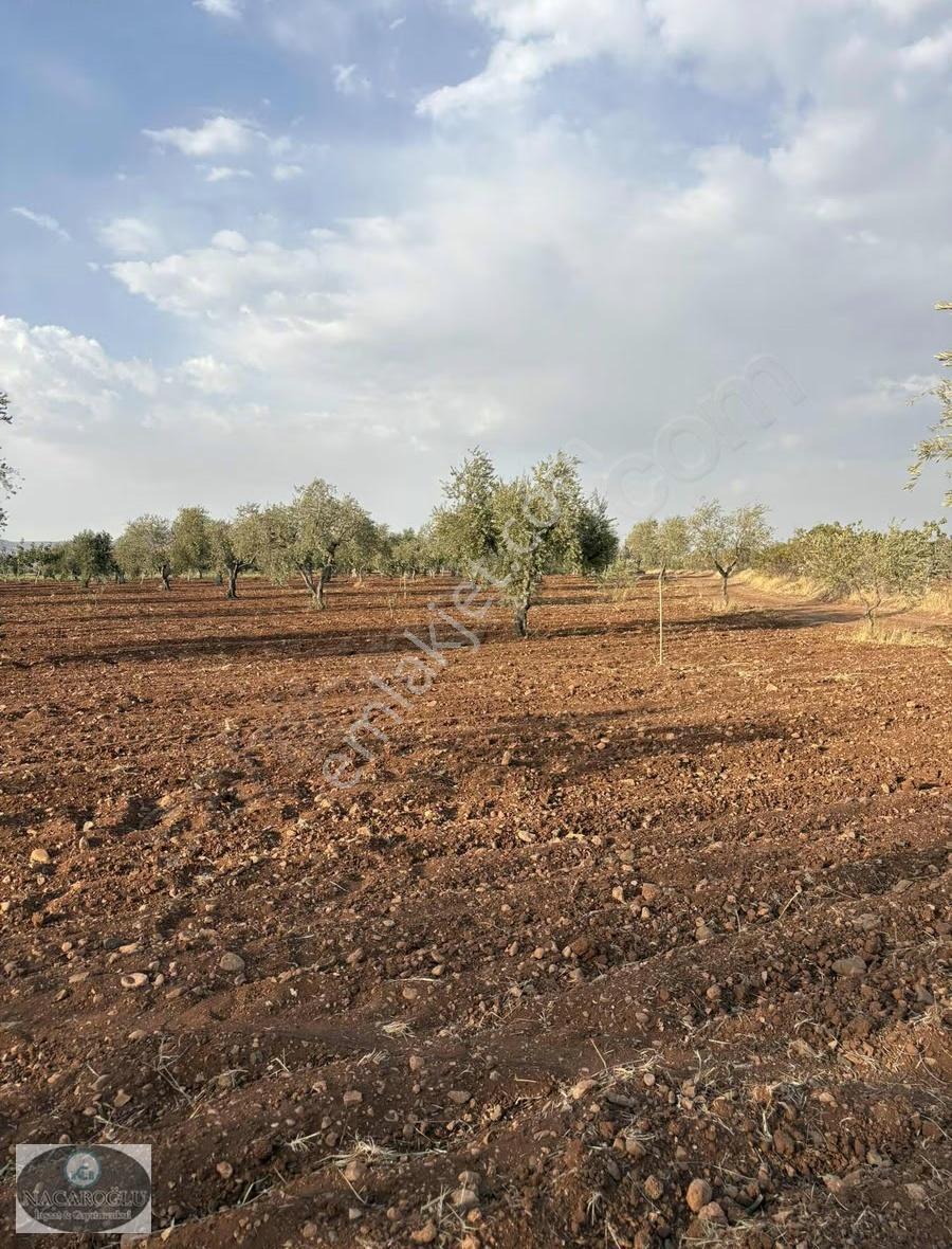 Ncr'den Kilis Merkez Tapulu 6400m2 Zeytin Ve Fıstık - Görsel 9
