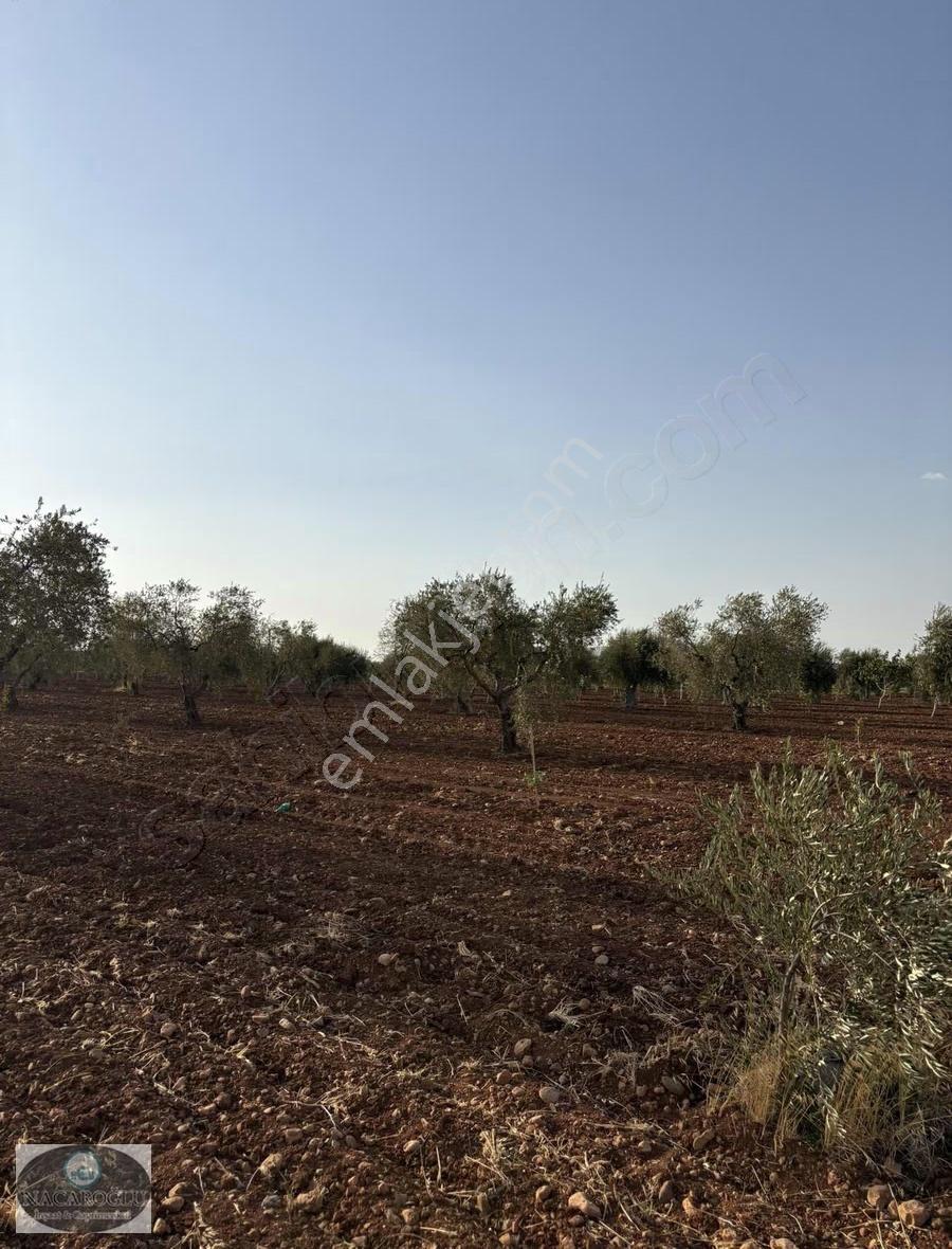 Ncr'den Kilis Merkez Tapulu 6400m2 Zeytin Ve Fıstık