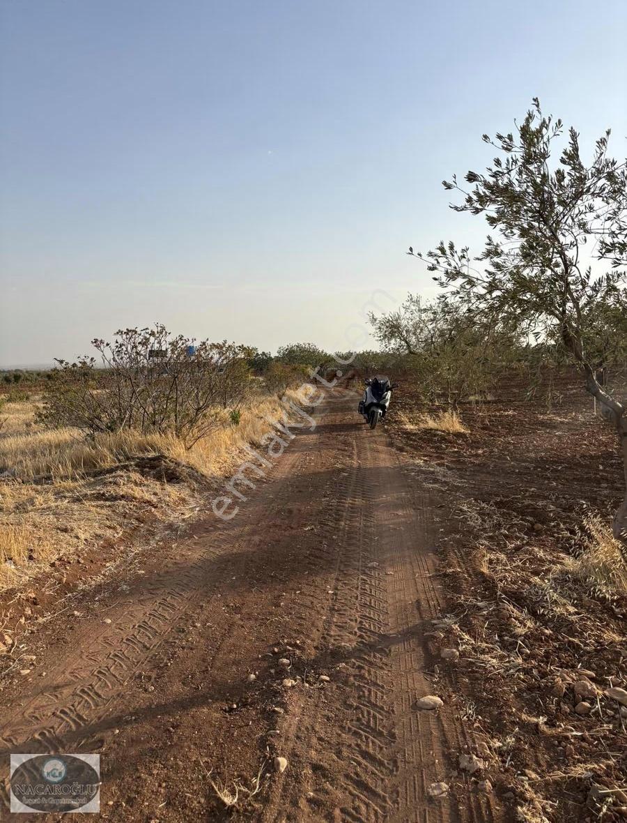 Ncr'den Kilis Merkez Tapulu 6400m2 Zeytin Ve Fıstık - Görsel 10