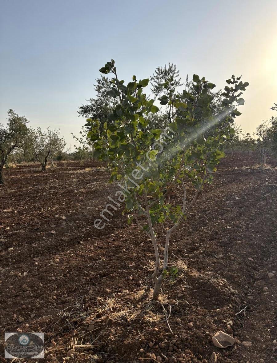Ncr'den Kilis Merkez Tapulu 6400m2 Zeytin Ve Fıstık - Görsel 16