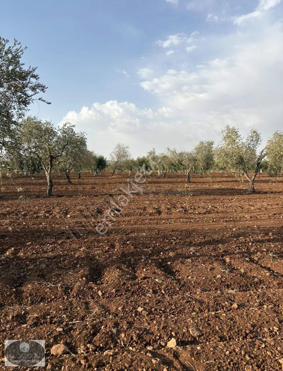 Ncr'den Kilis Merkez Tapulu 6400m2 Zeytin Ve Fıstık - Görsel 3
