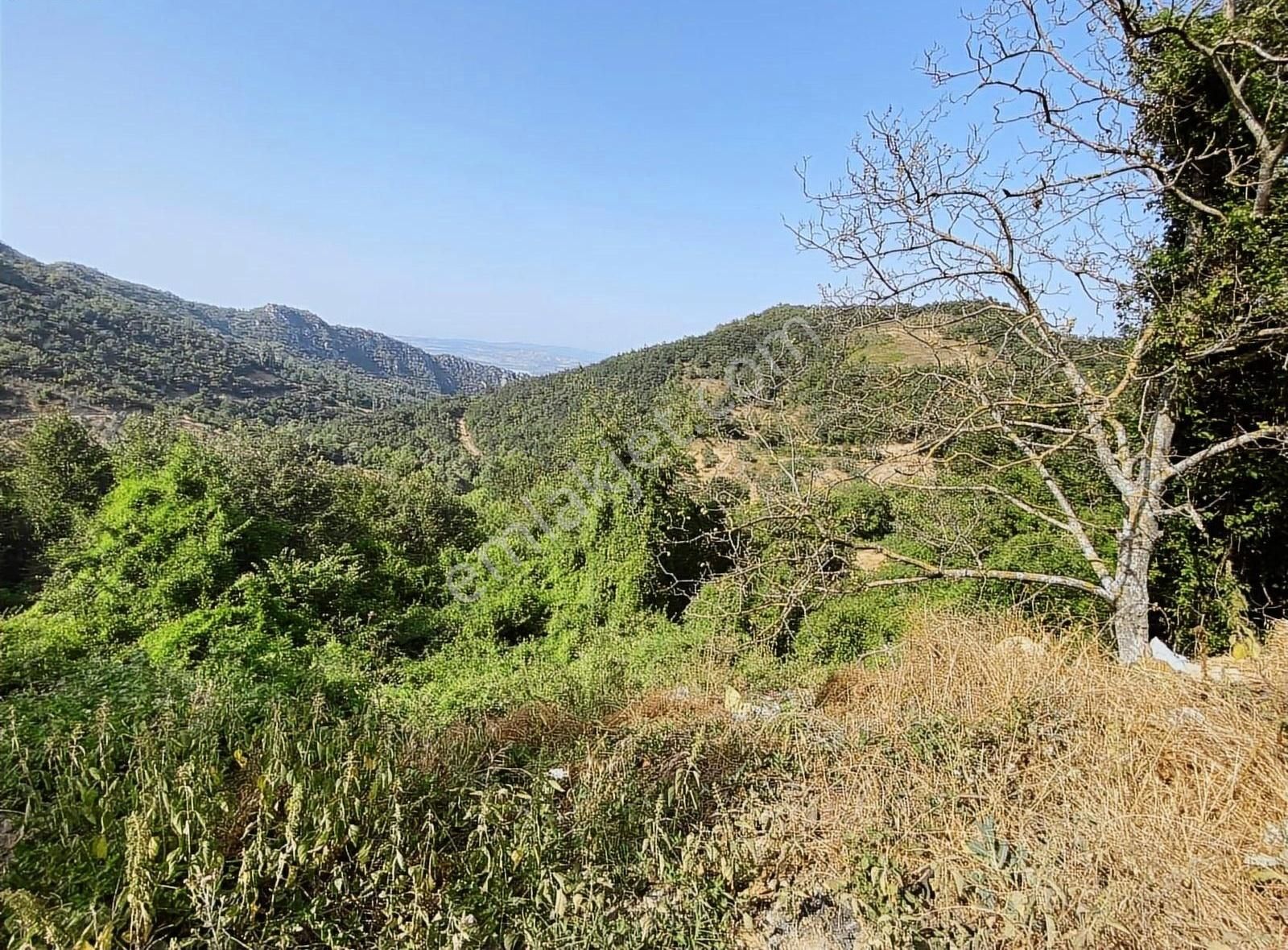 İsminar Gayrimenkul Den Uluabat Gölü Ayva Köyünden Tarlalar - Görsel 2