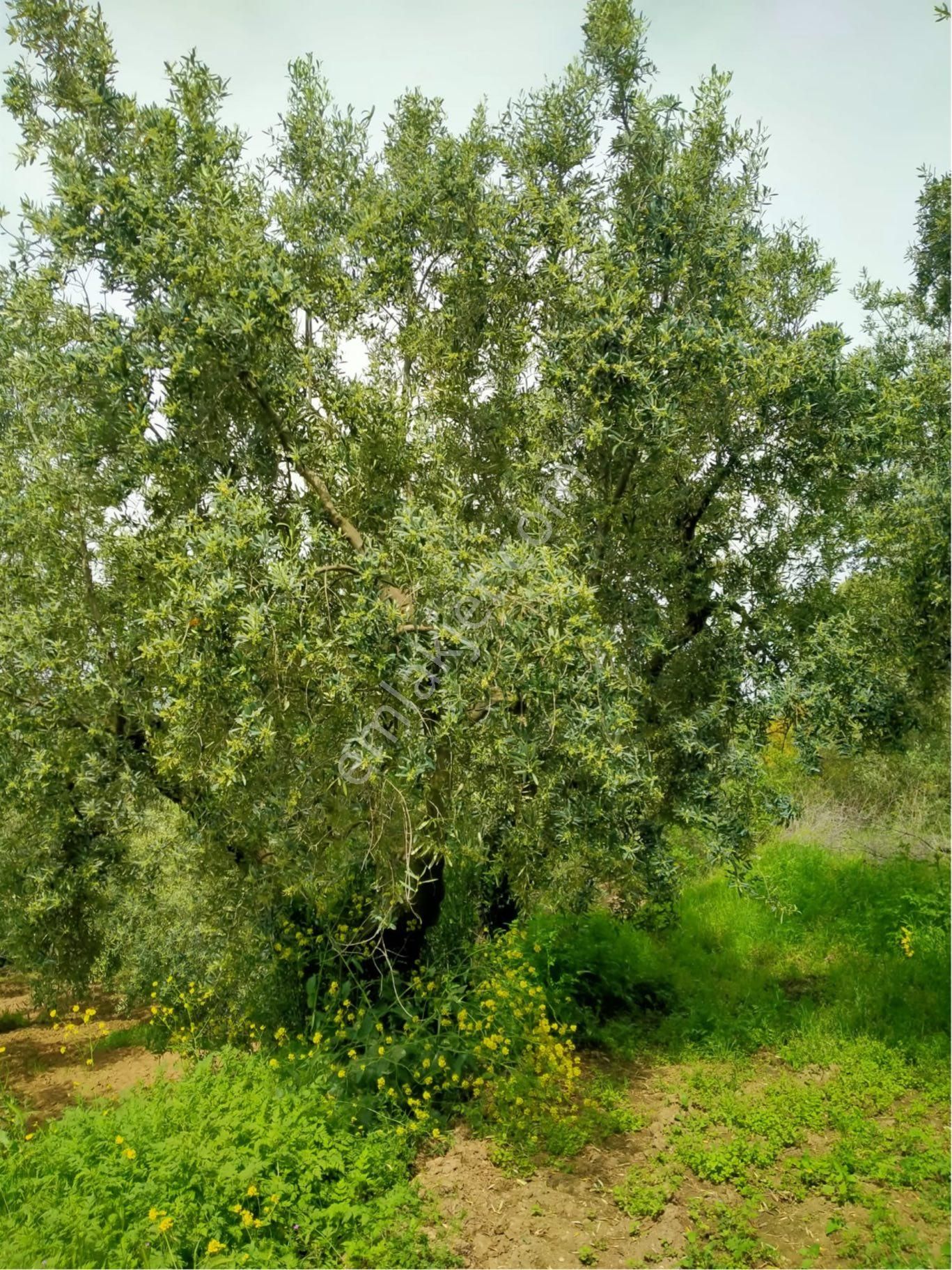 Mudanya Yalıçiftlik De Zeytinlik - Görsel 6