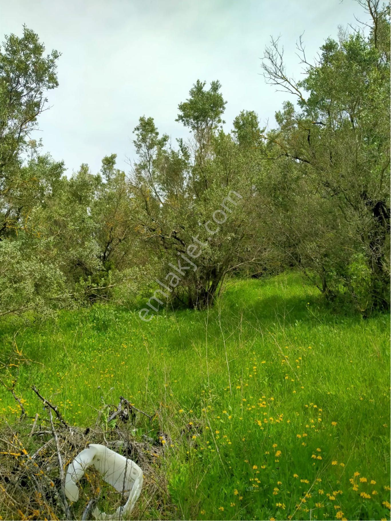 Mudanya Yalıçiftlik De Zeytinlik - Görsel 8