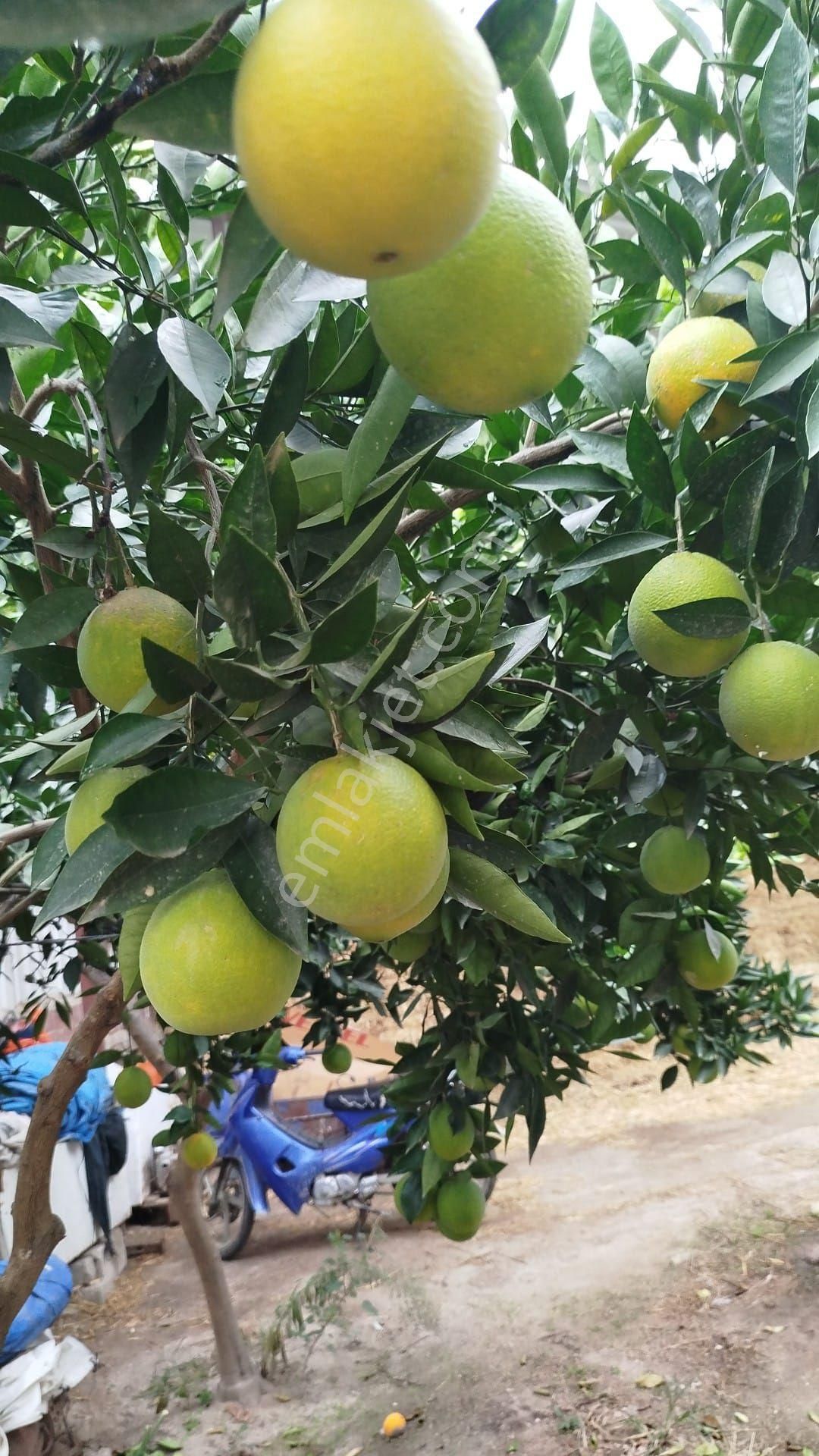 Satılık Müstakil Köy Evi - Görsel 26