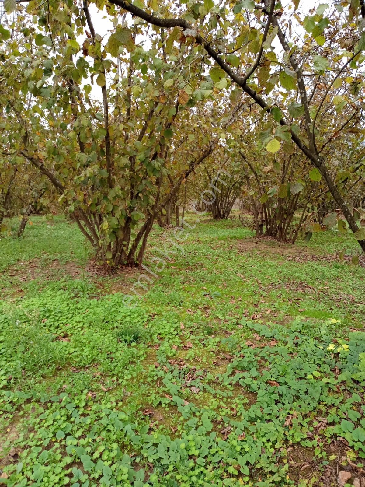 Sakarya Ferizli Bakırlı Köyünde Yatırımlık Fındık Tarlası - Görsel 5