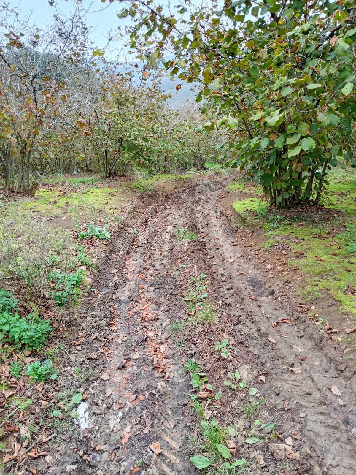 Sakarya Ferizli Bakırlı Köyünde Yatırımlık Fındık Tarlası - Görsel 4