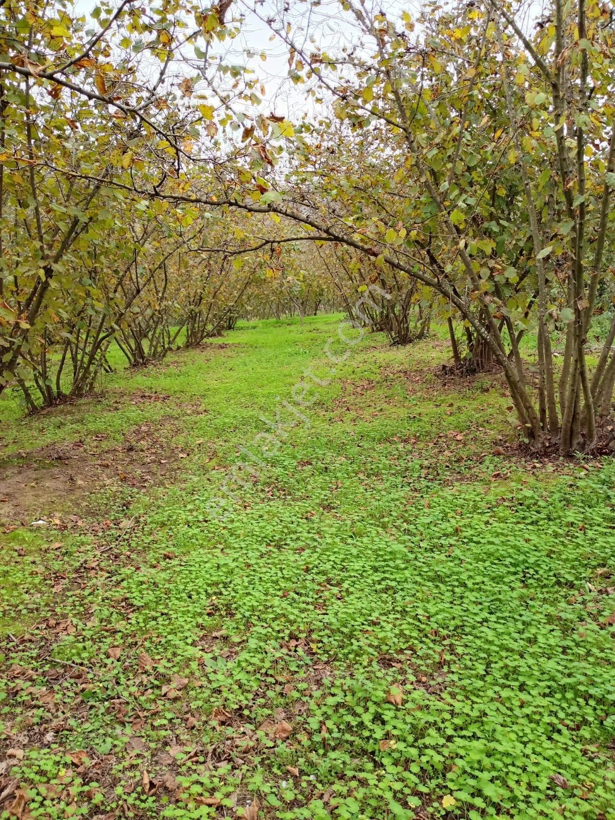 Sakarya Ferizli Bakırlı Köyünde Yatırımlık Fındık Tarlası - Görsel 3