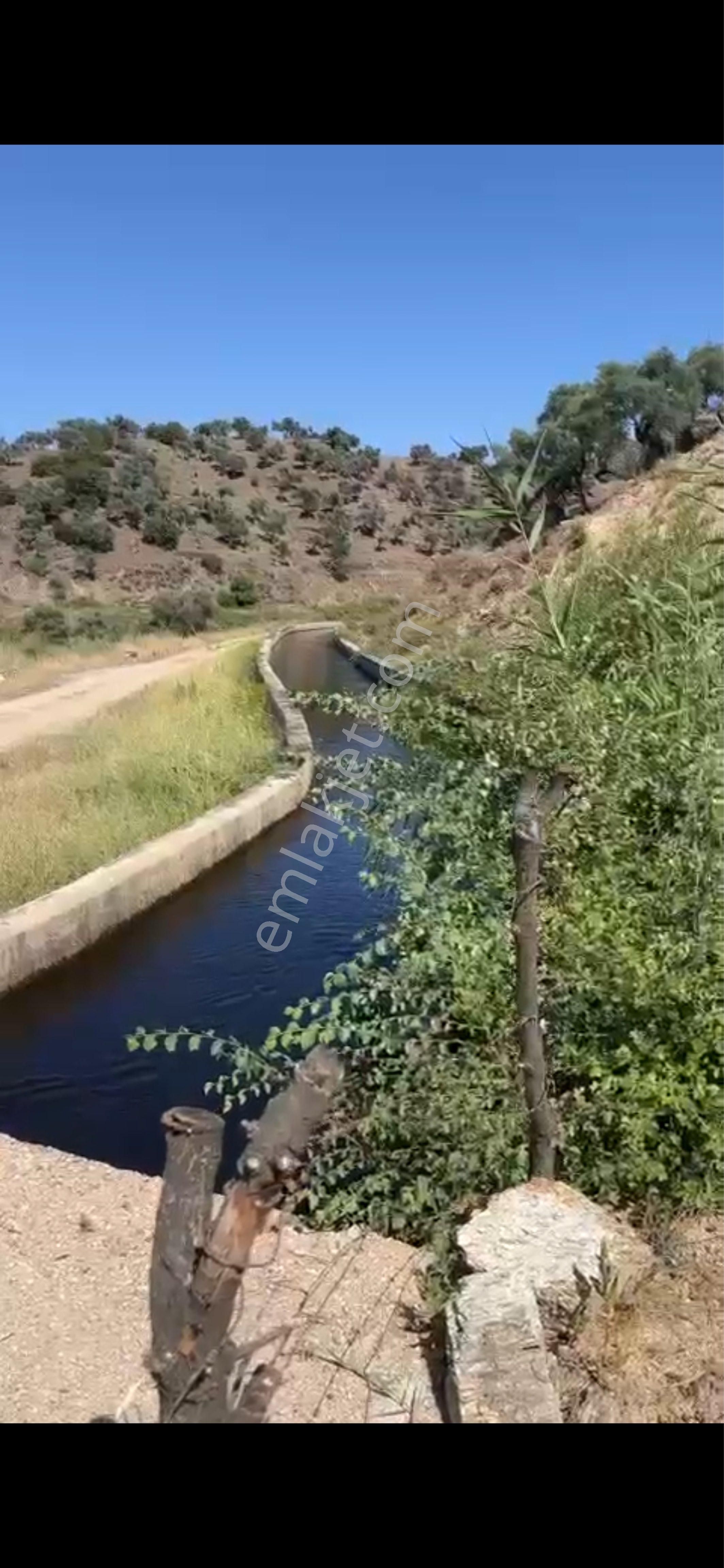 Aydın Karpuzluda Satılık Zeytinlik - Görsel 6