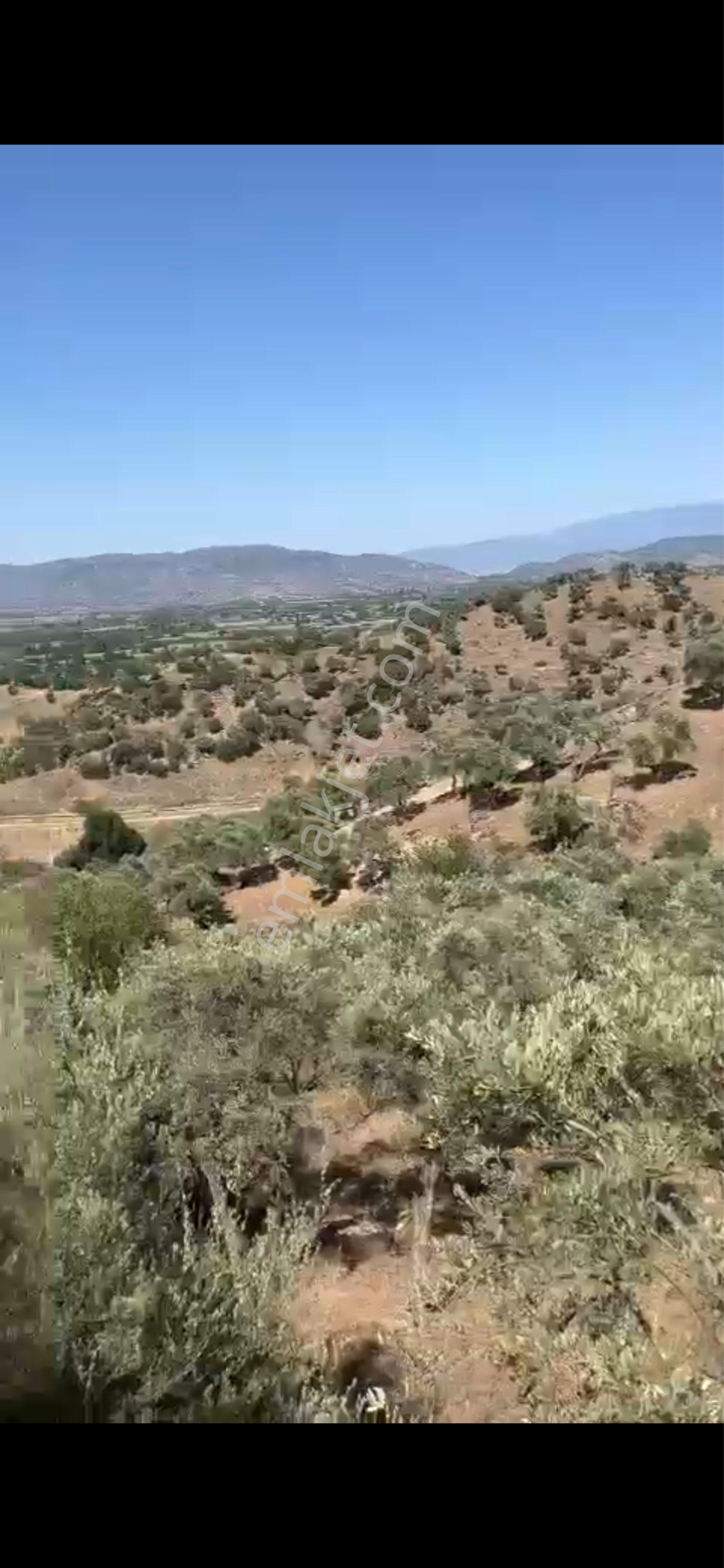 Aydın Karpuzluda Satılık Zeytinlik - Görsel 7