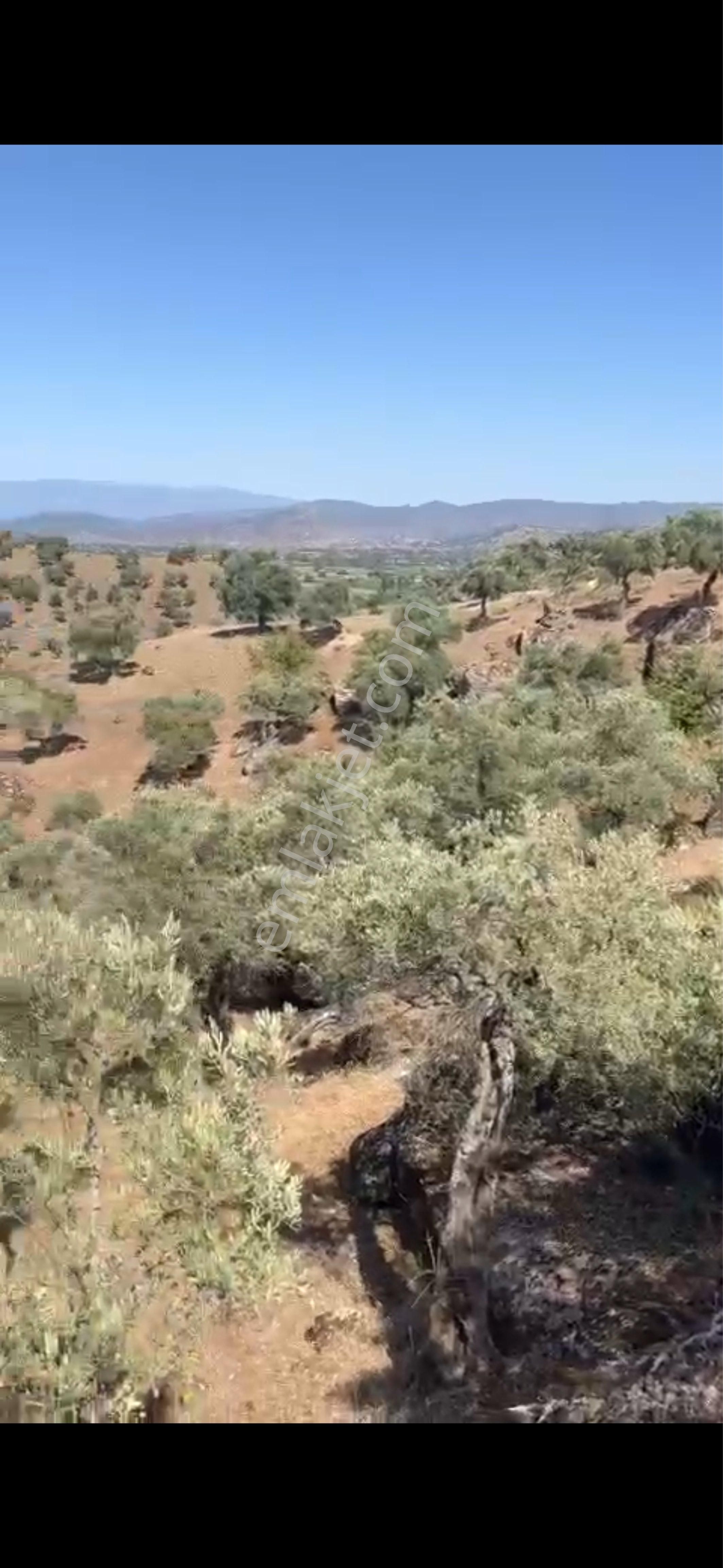 Aydın Karpuzluda Satılık Zeytinlik - Görsel 9