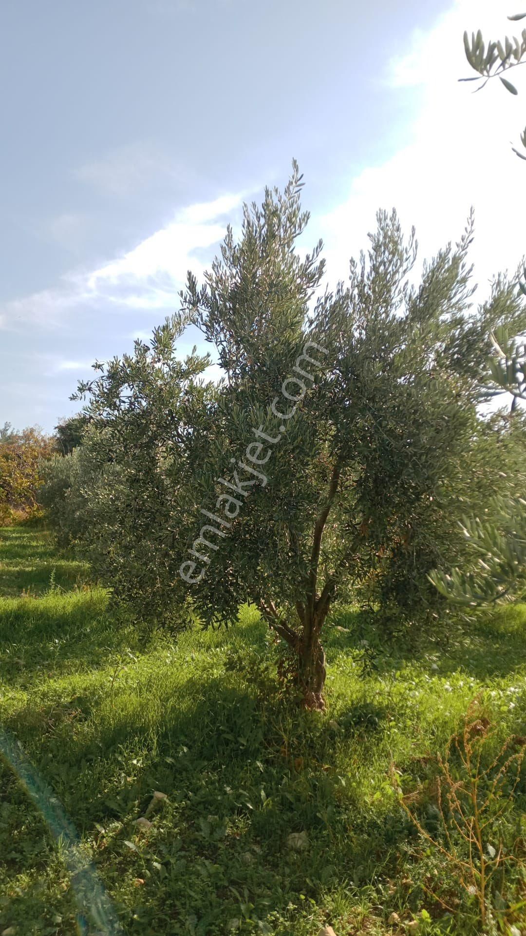 Güzeluyar Gayrimenkul 🫒 Satılık Zeytinlik - Görsel 11