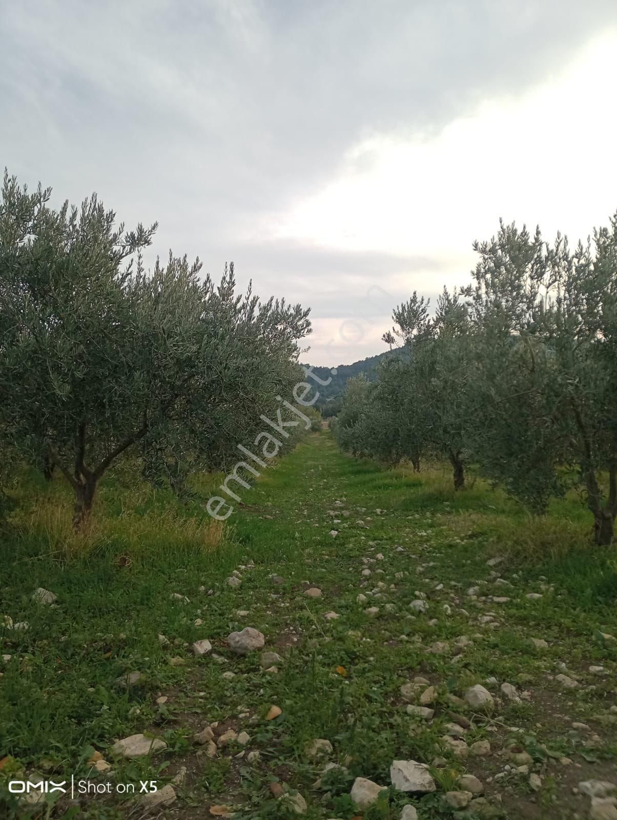Güzeluyar Gayrimenkul 🫒 Satılık Zeytinlik