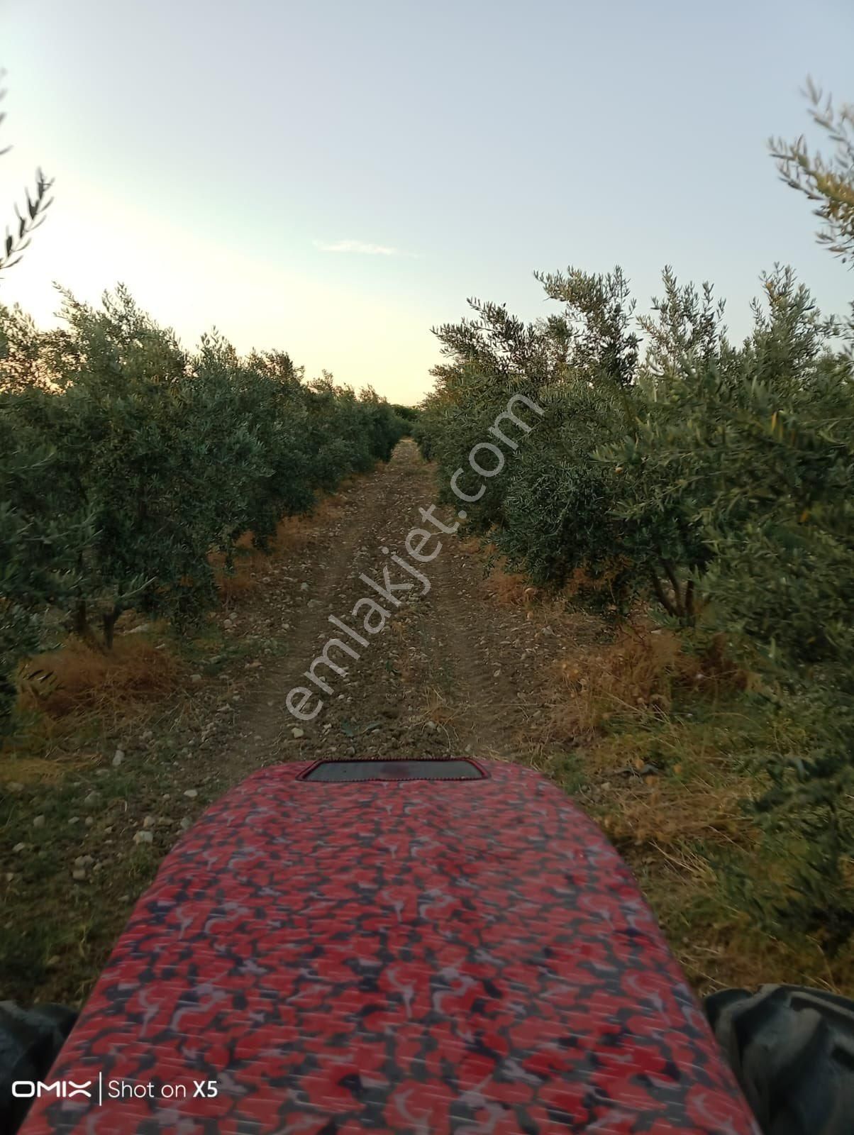 Güzeluyar Gayrimenkul 🫒 Satılık Zeytinlik - Görsel 19