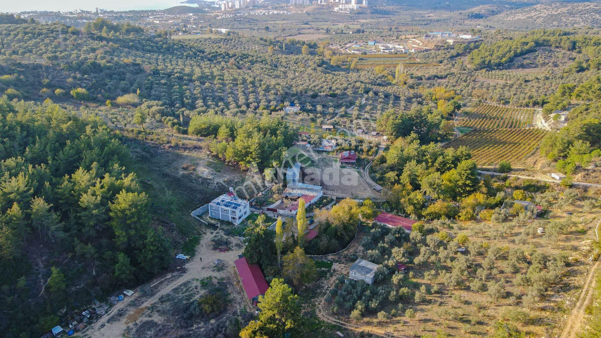 Kuşadası Kirazlı'da Yaşam Ve Yatırım İçin Mükemmel Çiftlik - Görsel 8