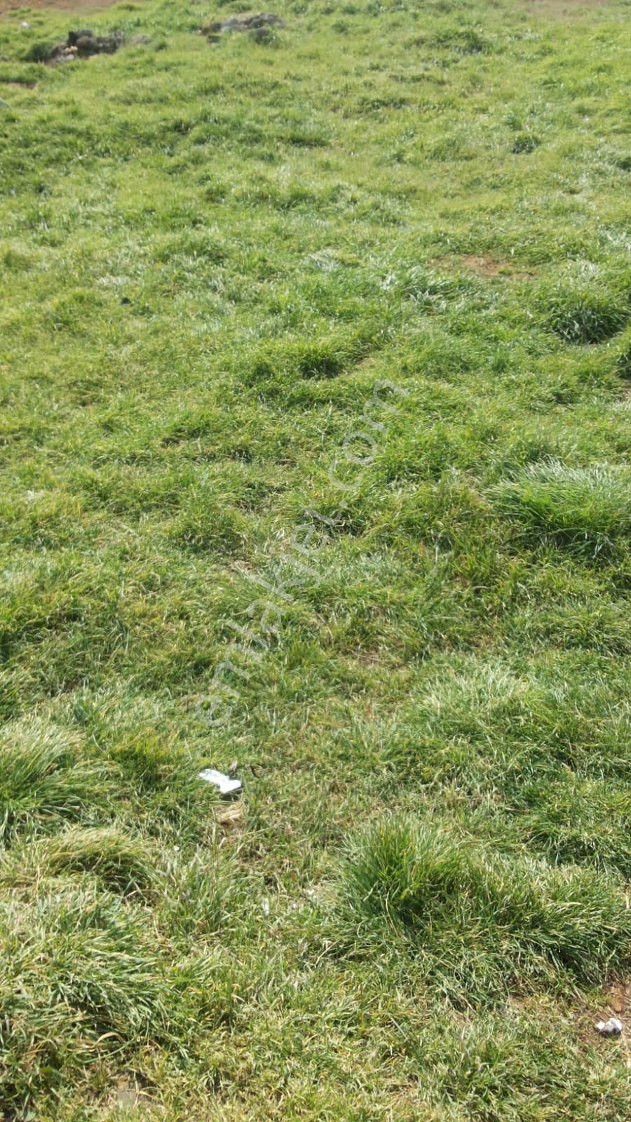 Çatalca Ferhatpaşa Da 1,501m Satılık Villa İmarlı Düşeş Arsa No::427