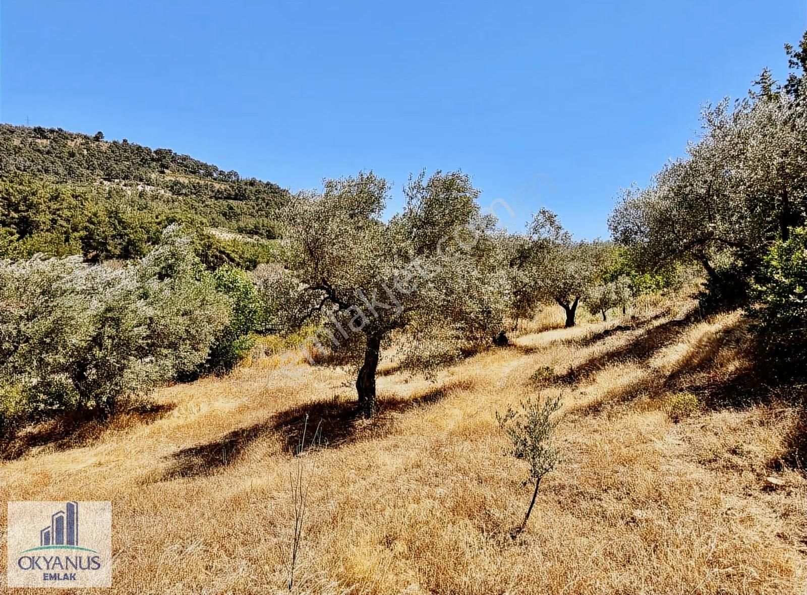 Avdal Da 2.120 M2 Zeytinlik, Asfalta Sıfır, 4 Eşit Paylı - Görsel 34
