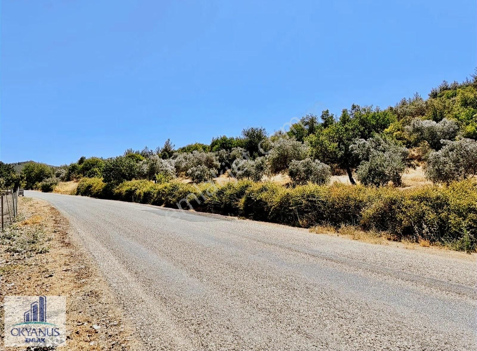 Avdal Da 2.120 M2 Zeytinlik, Asfalta Sıfır, 4 Eşit Paylı - Görsel 28