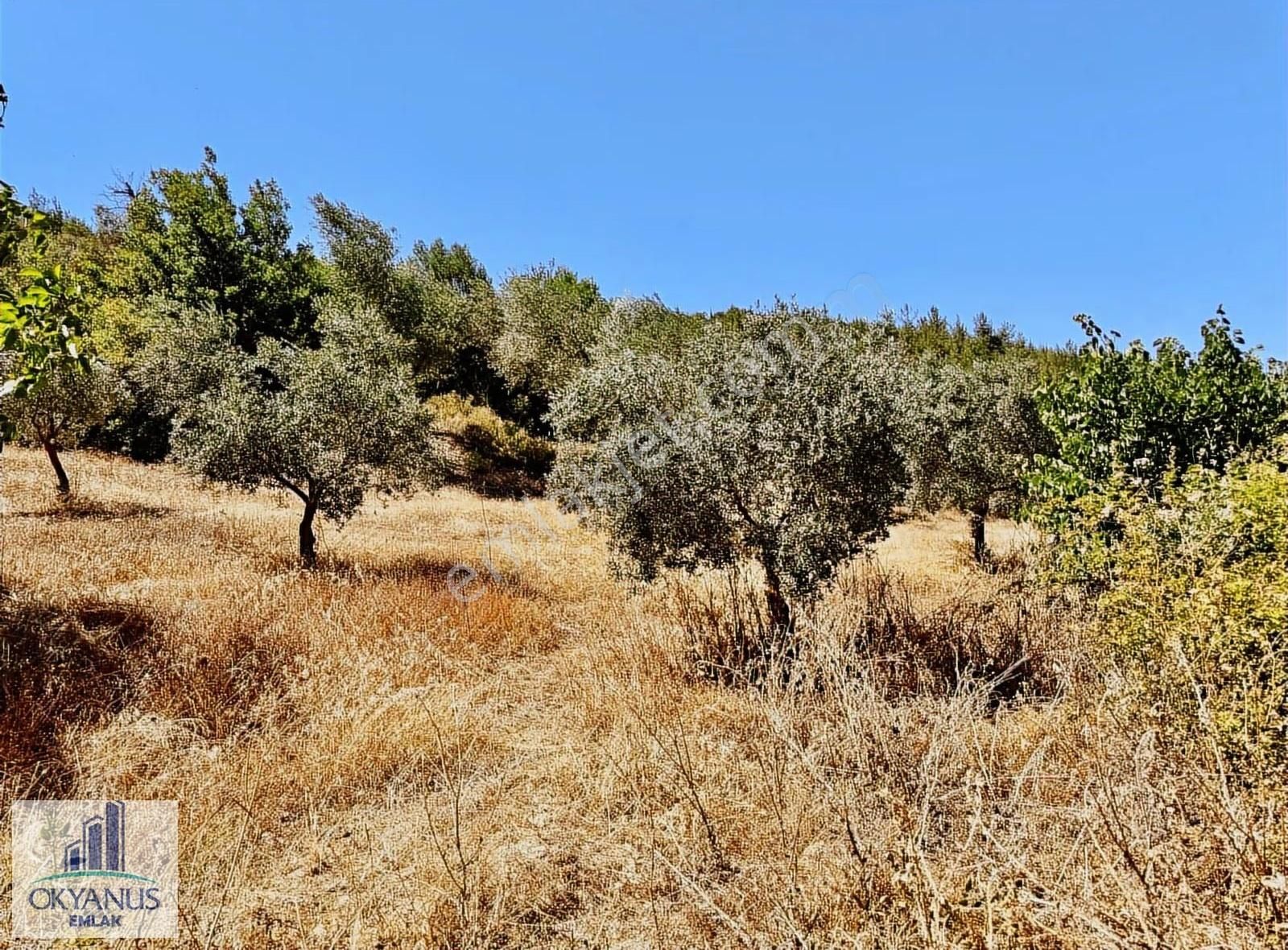 Avdal Da 2.120 M2 Zeytinlik, Asfalta Sıfır, 4 Eşit Paylı - Görsel 8