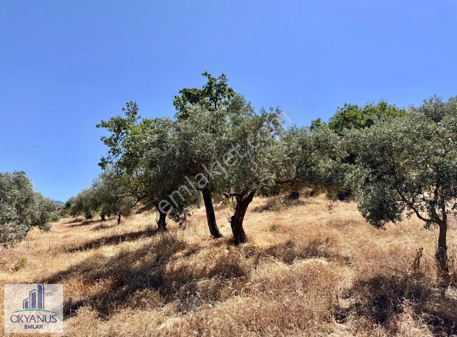 Avdal Da 2.120 M2 Zeytinlik, Asfalta Sıfır, 4 Eşit Paylı - Görsel 30