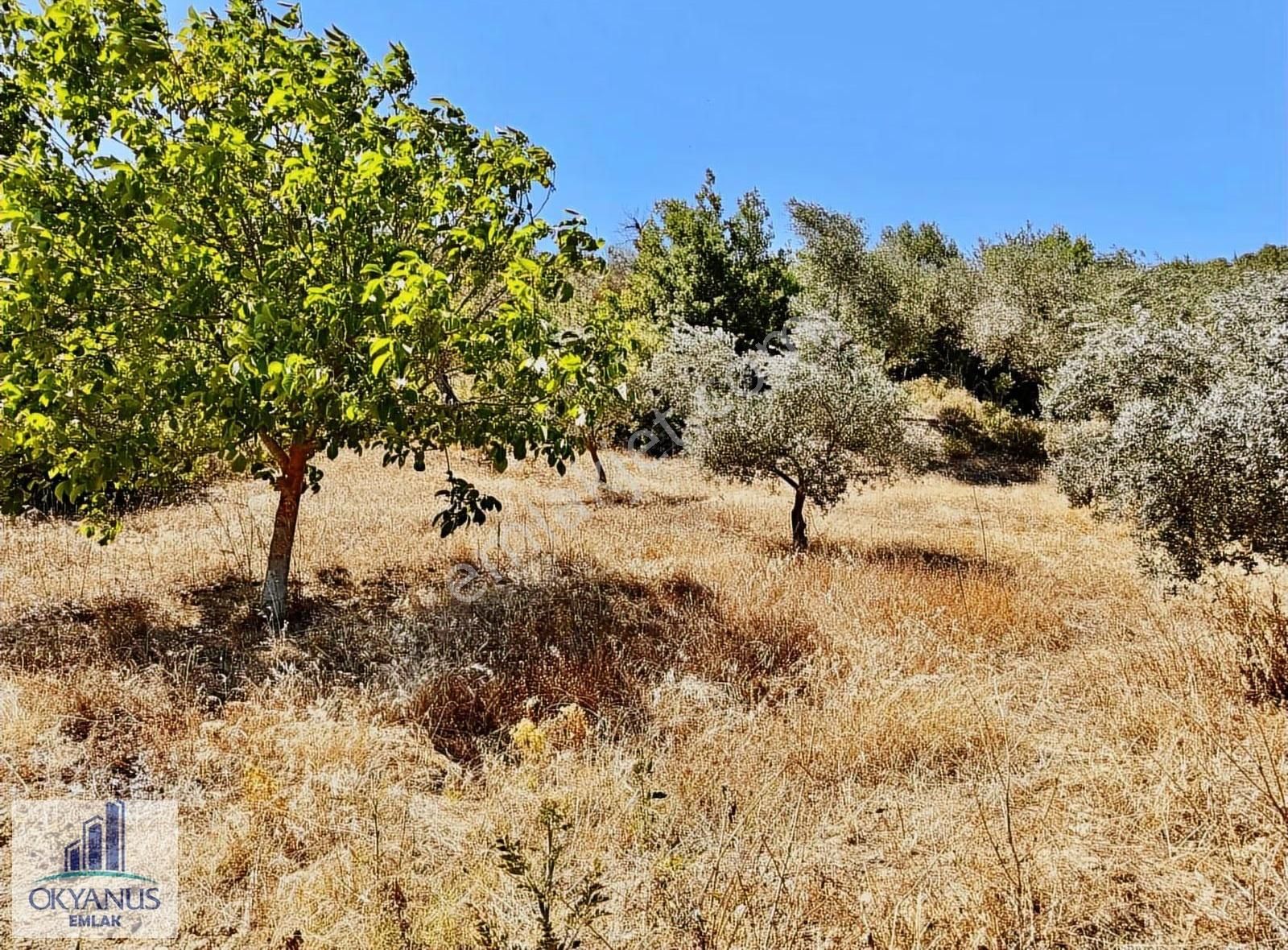 Avdal Da 2.120 M2 Zeytinlik, Asfalta Sıfır, 4 Eşit Paylı - Görsel 15