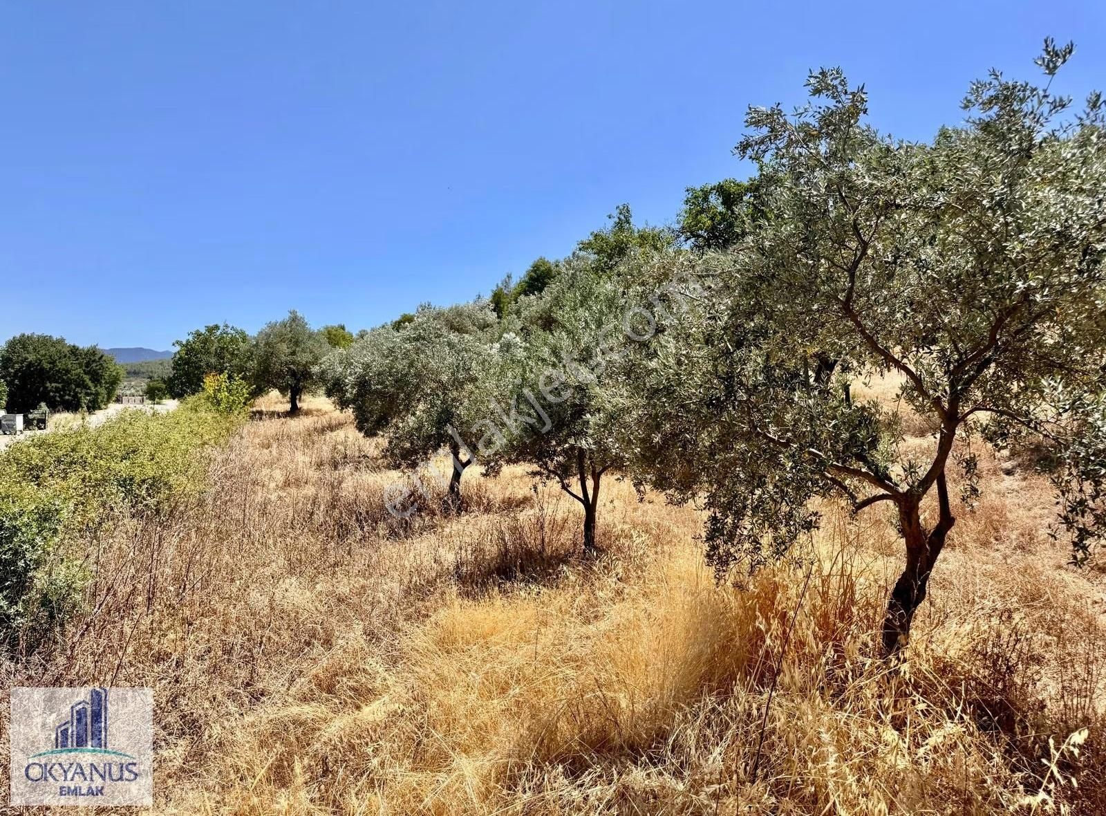 Avdal Da 2.120 M2 Zeytinlik, Asfalta Sıfır, 4 Eşit Paylı
