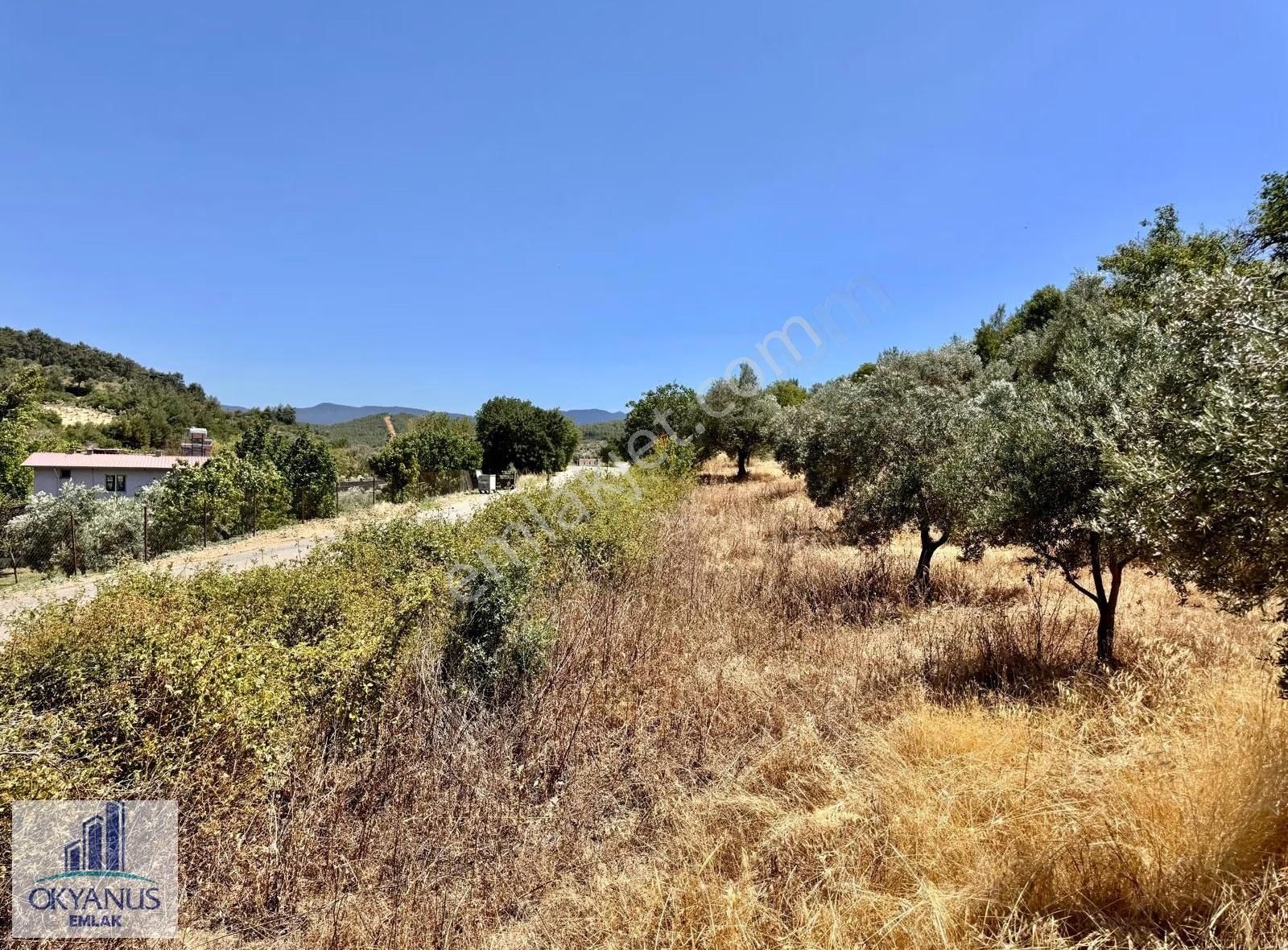 Avdal Da 2.120 M2 Zeytinlik, Asfalta Sıfır, 4 Eşit Paylı - Görsel 12