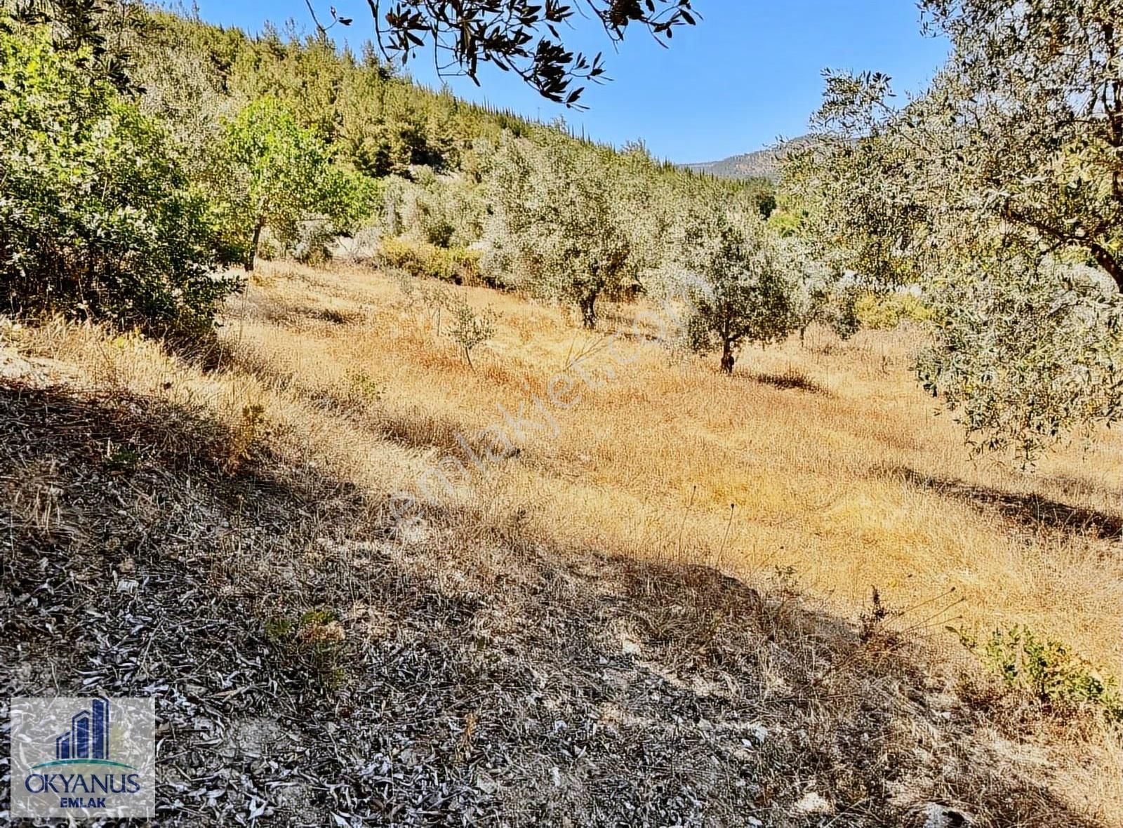 Avdal Da 2.120 M2 Zeytinlik, Asfalta Sıfır, 4 Eşit Paylı - Görsel 32