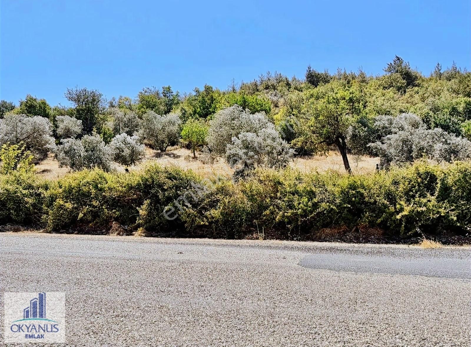 Avdal Da 2.120 M2 Zeytinlik, Asfalta Sıfır, 4 Eşit Paylı - Görsel 4