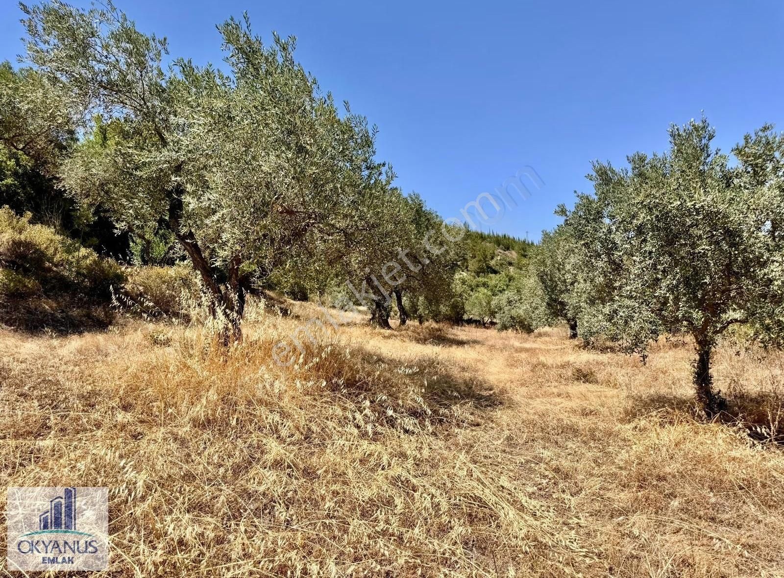 Avdal Da 2.120 M2 Zeytinlik, Asfalta Sıfır, 4 Eşit Paylı - Görsel 3