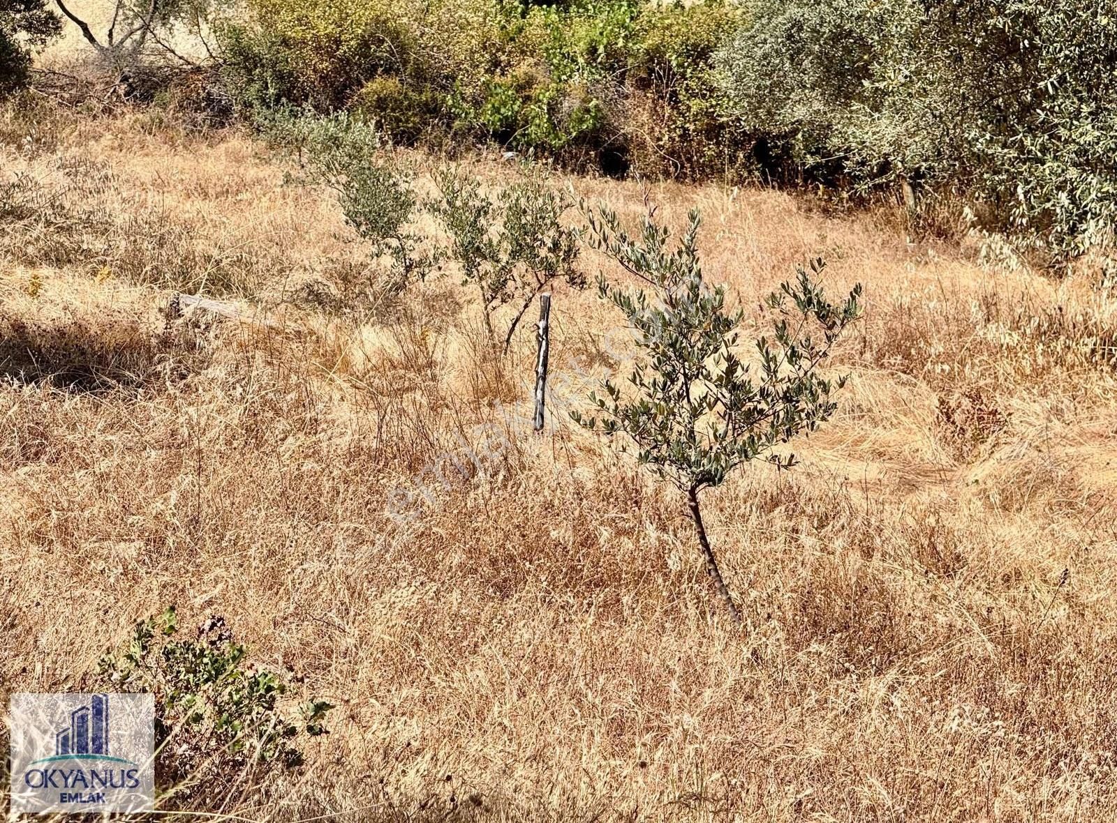 Avdal Da 2.120 M2 Zeytinlik, Asfalta Sıfır, 4 Eşit Paylı - Görsel 25