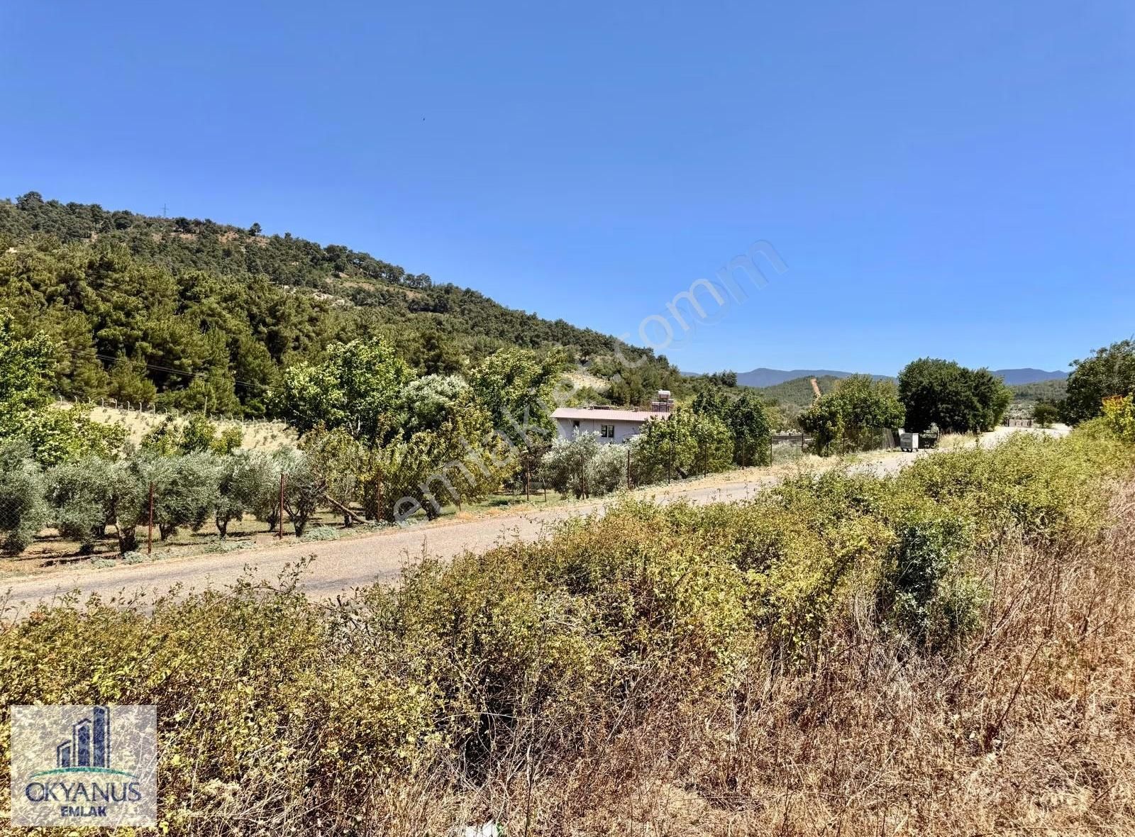 Avdal Da 2.120 M2 Zeytinlik, Asfalta Sıfır, 4 Eşit Paylı - Görsel 5