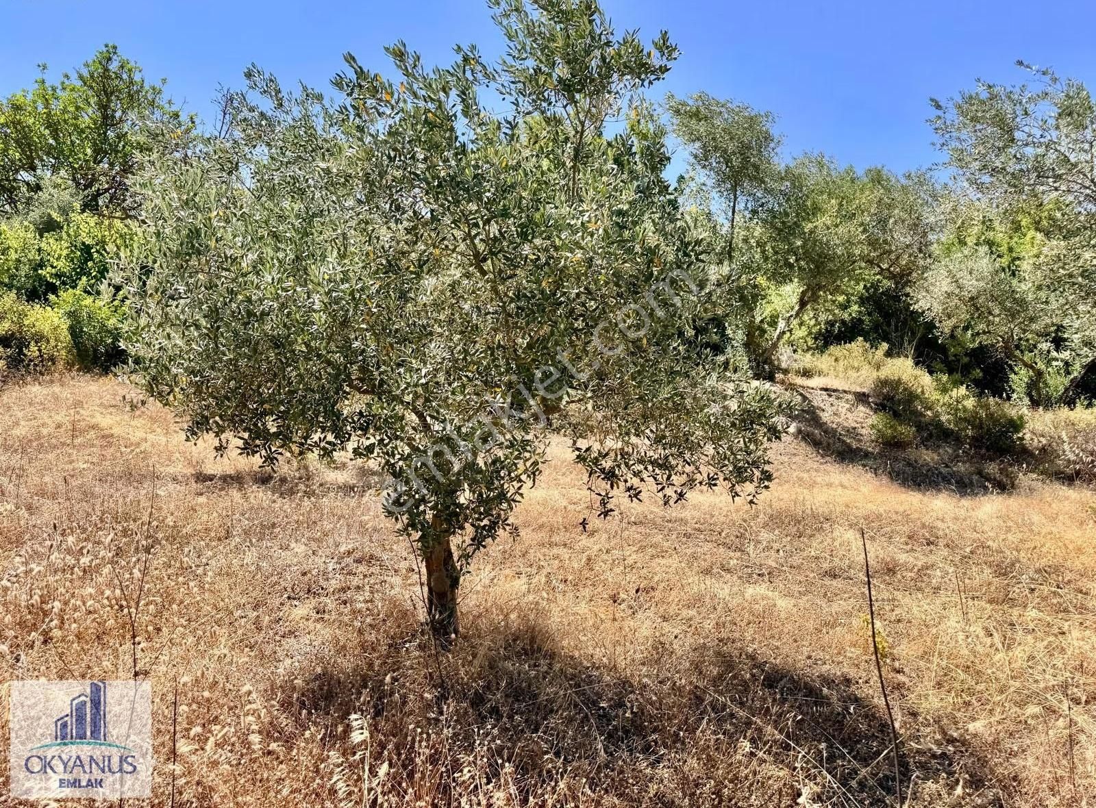 Avdal Da 2.120 M2 Zeytinlik, Asfalta Sıfır, 4 Eşit Paylı - Görsel 18