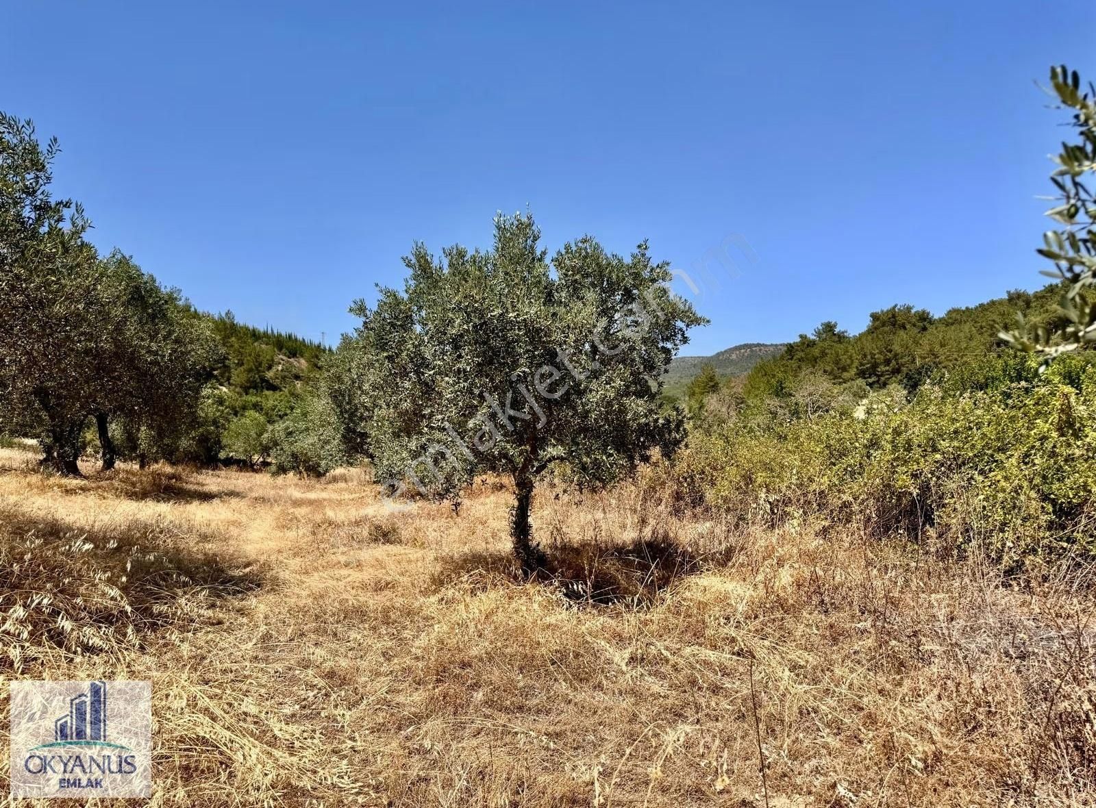 Avdal Da 2.120 M2 Zeytinlik, Asfalta Sıfır, 4 Eşit Paylı - Görsel 9