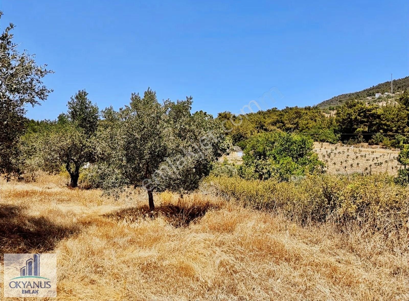 Avdal Da 2.120 M2 Zeytinlik, Asfalta Sıfır, 4 Eşit Paylı - Görsel 20