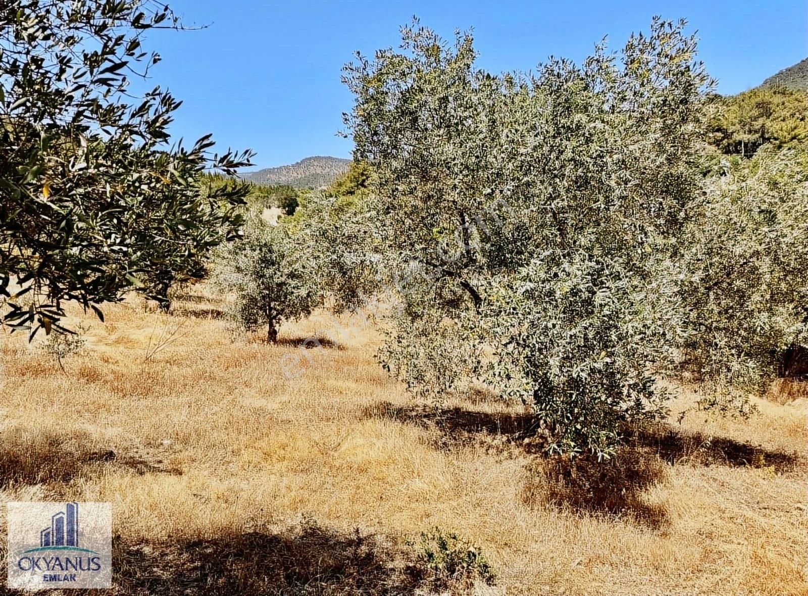 Avdal Da 2.120 M2 Zeytinlik, Asfalta Sıfır, 4 Eşit Paylı - Görsel 17