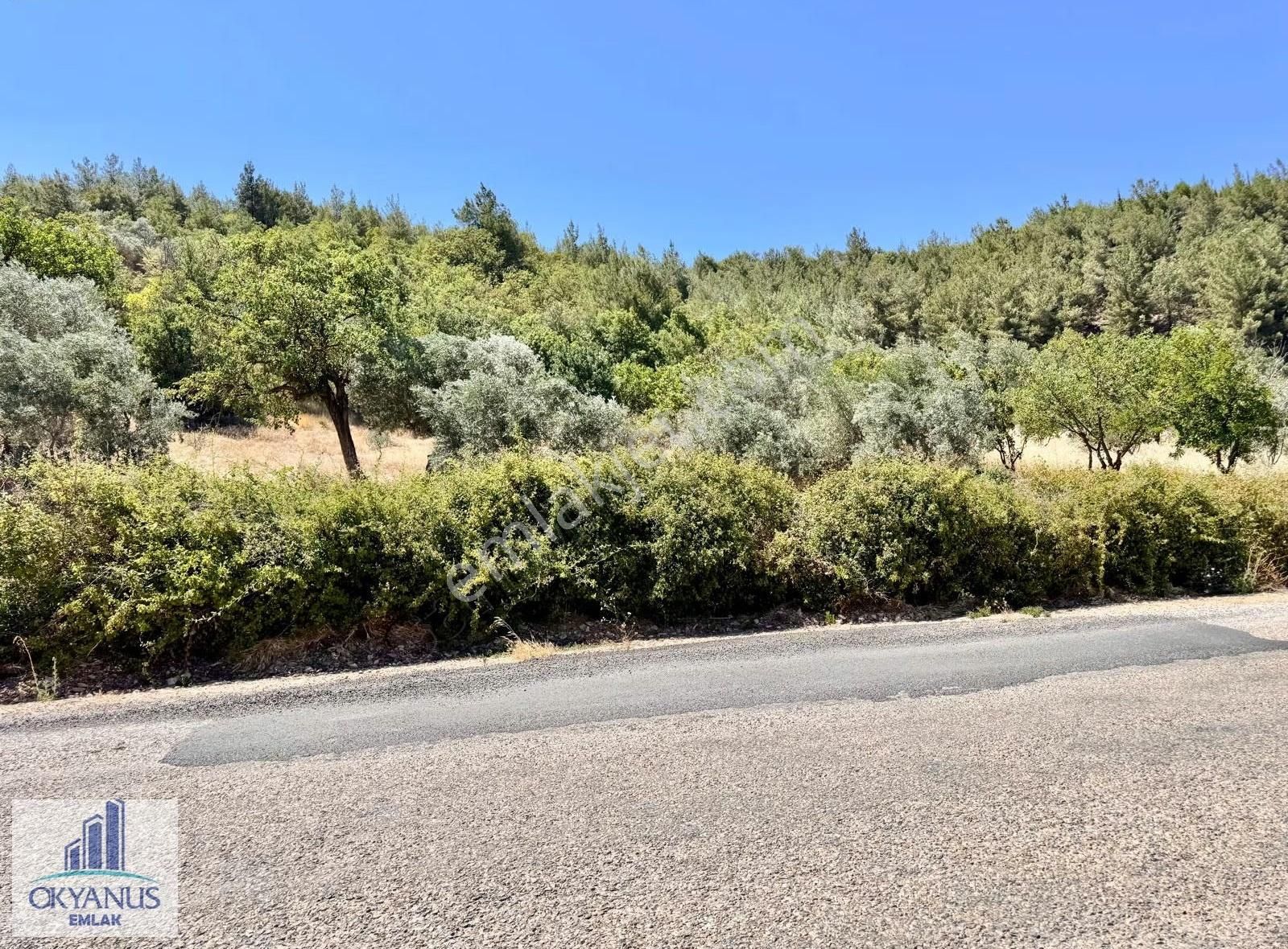 Avdal Da 2.120 M2 Zeytinlik, Asfalta Sıfır, 4 Eşit Paylı - Görsel 26