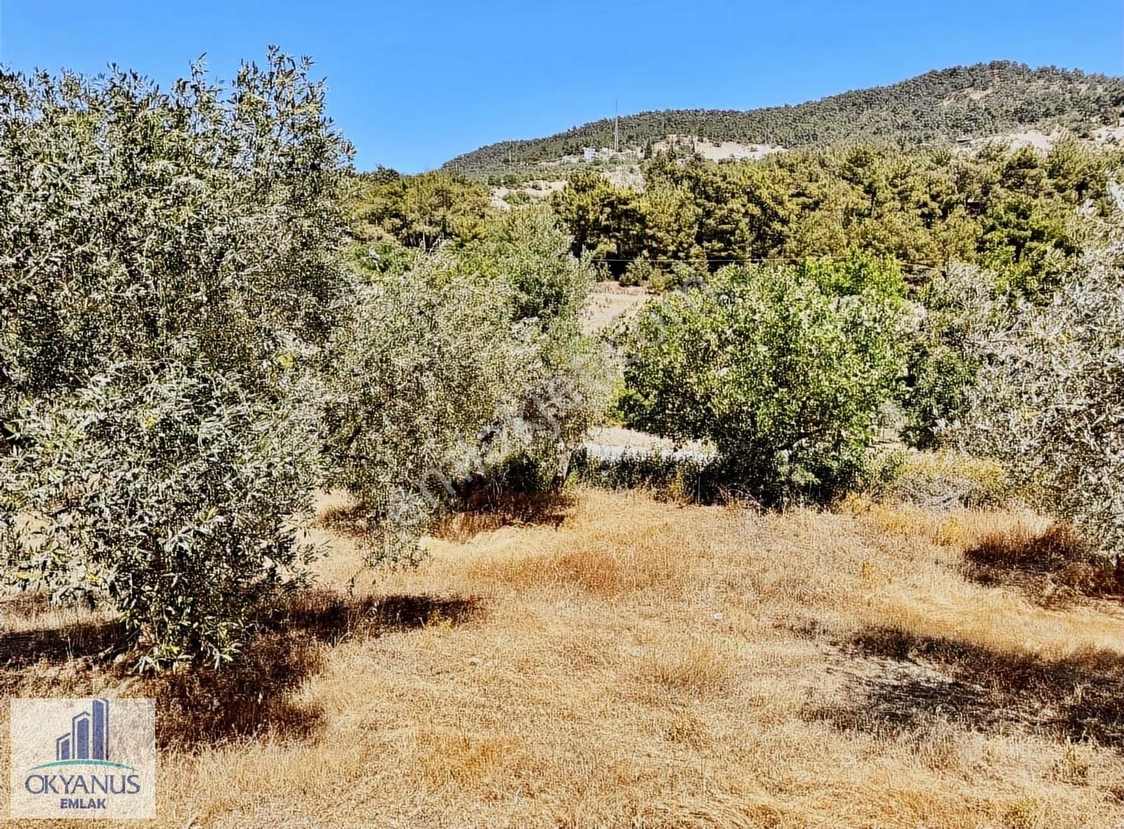 Avdal Da 2.120 M2 Zeytinlik, Asfalta Sıfır, 4 Eşit Paylı - Görsel 14