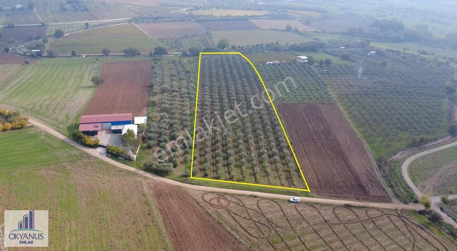Üçpınar Da 24.800 M2 Zeytinlik, Elktrk-su-sondaj-yeraltı Damlama - Görsel 7