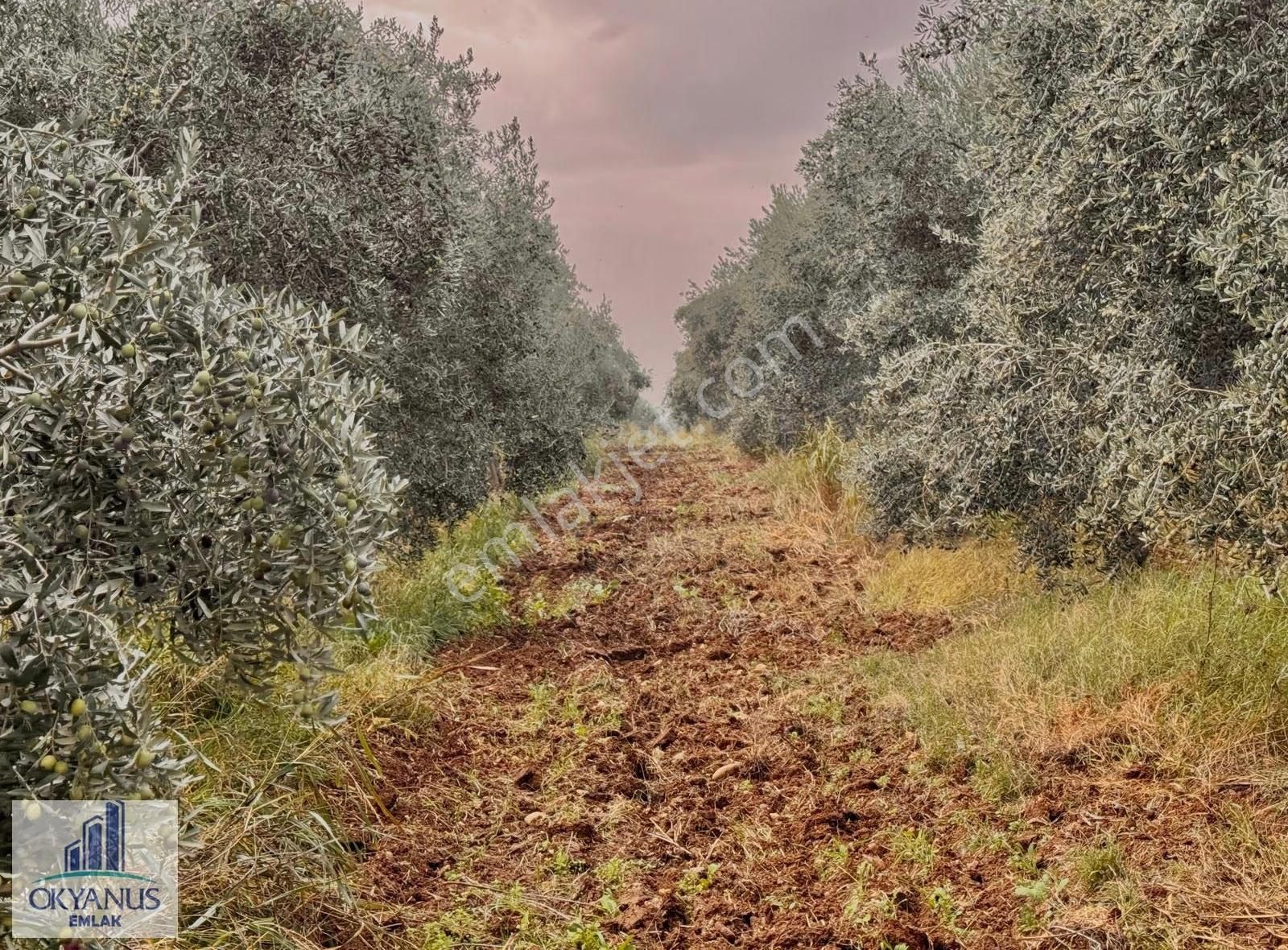 Üçpınar Da 24.800 M2 Zeytinlik, Elktrk-su-sondaj-yeraltı Damlama - Görsel 14