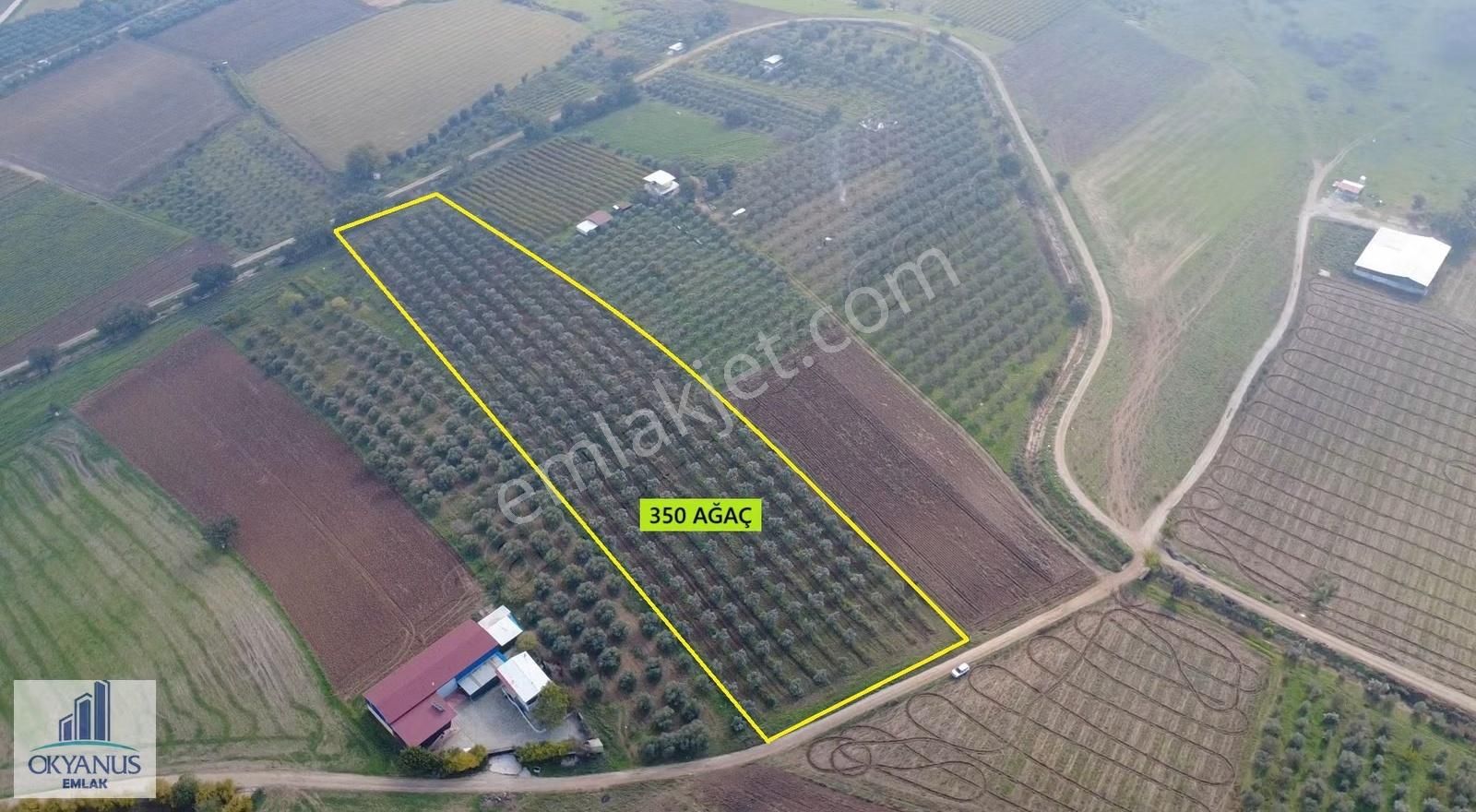 Üçpınar Da 24.800 M2 Zeytinlik, Elktrk-su-sondaj-yeraltı Damlama