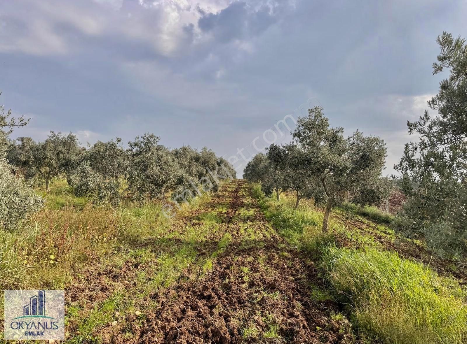 Üçpınar Da 24.800 M2 Zeytinlik, Elktrk-su-sondaj-yeraltı Damlama - Görsel 9