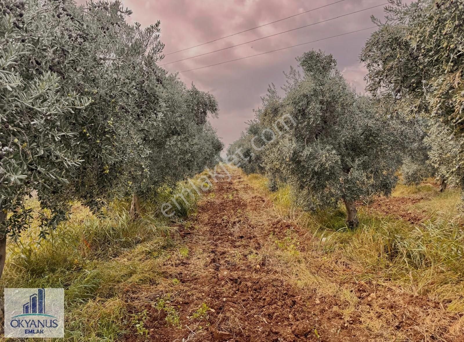 Üçpınar Da 24.800 M2 Zeytinlik, Elktrk-su-sondaj-yeraltı Damlama - Görsel 19