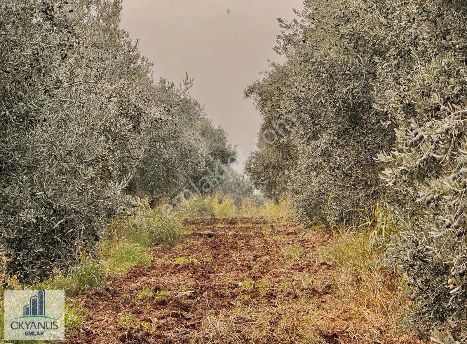 Üçpınar Da 24.800 M2 Zeytinlik, Elktrk-su-sondaj-yeraltı Damlama - Görsel 11
