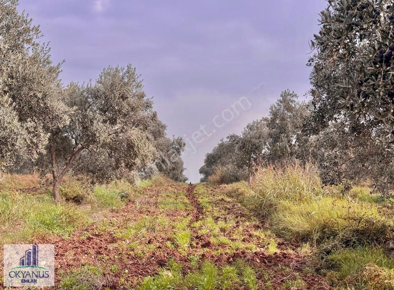 Üçpınar Da 24.800 M2 Zeytinlik, Elktrk-su-sondaj-yeraltı Damlama - Görsel 13